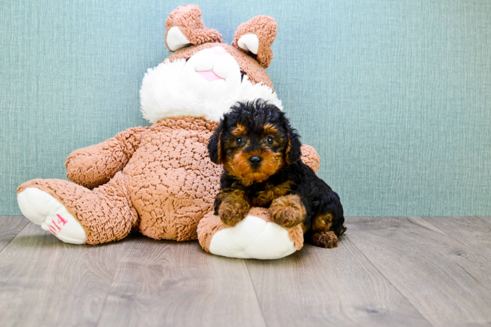 Yorkie Poo Pup Being Cute