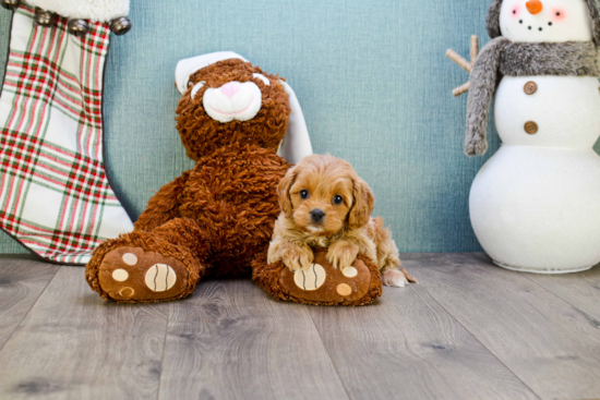 Best Cavapoo Baby