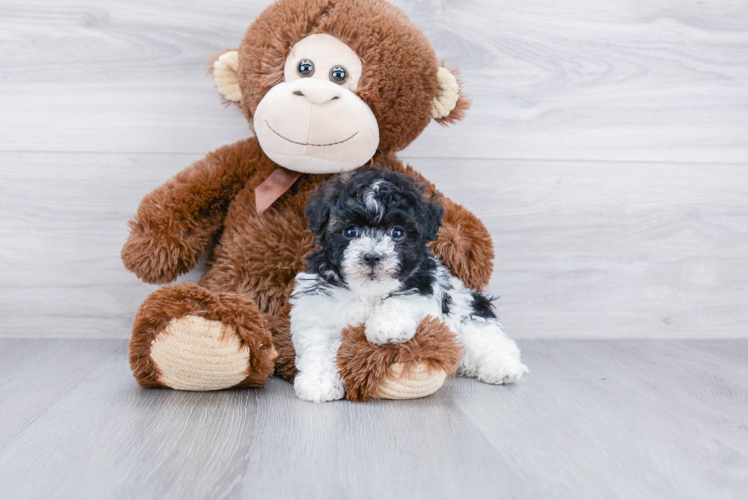 Funny Havanese Purebred Pup