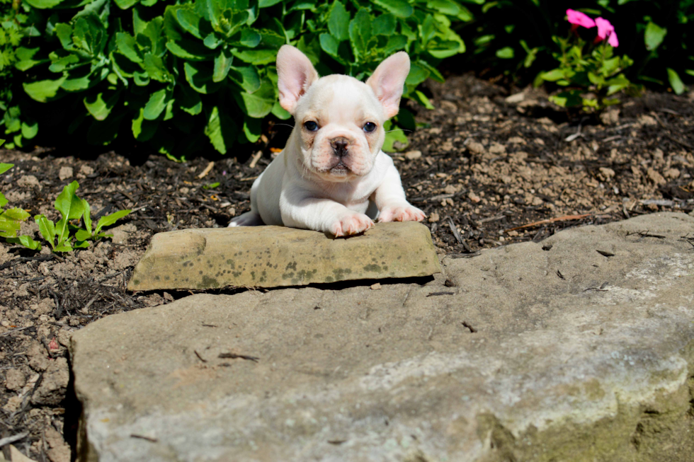 Best French Bulldog Baby