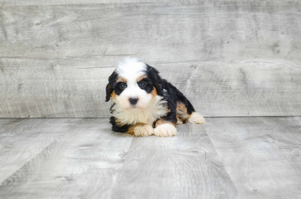 Small Mini Bernedoodle Baby