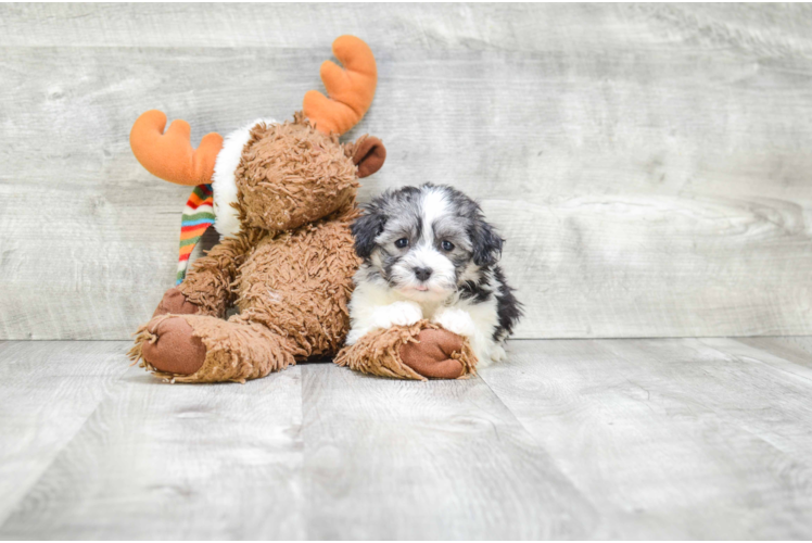 Best Havanese Baby