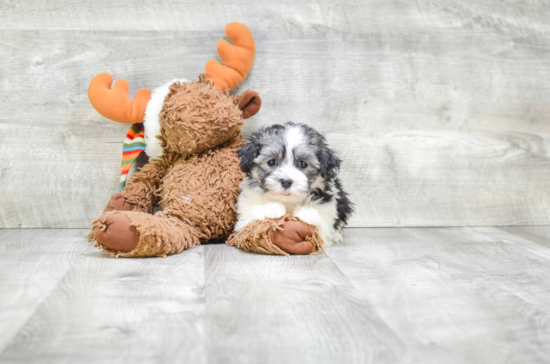 Best Havanese Baby