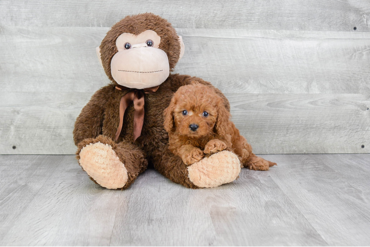 Sweet Cavapoo Baby