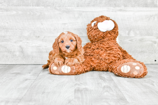 Cavapoo Pup Being Cute