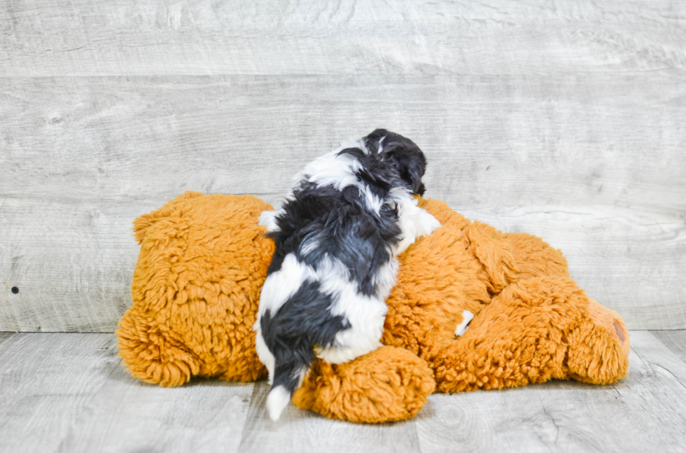 Havanese Pup Being Cute