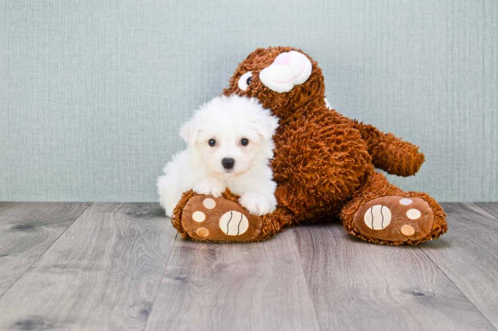 Playful Bichon Frise Baby