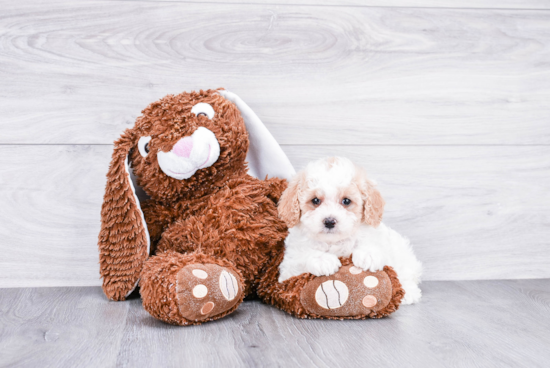 Hypoallergenic Cockerpoo Poodle Mix Puppy