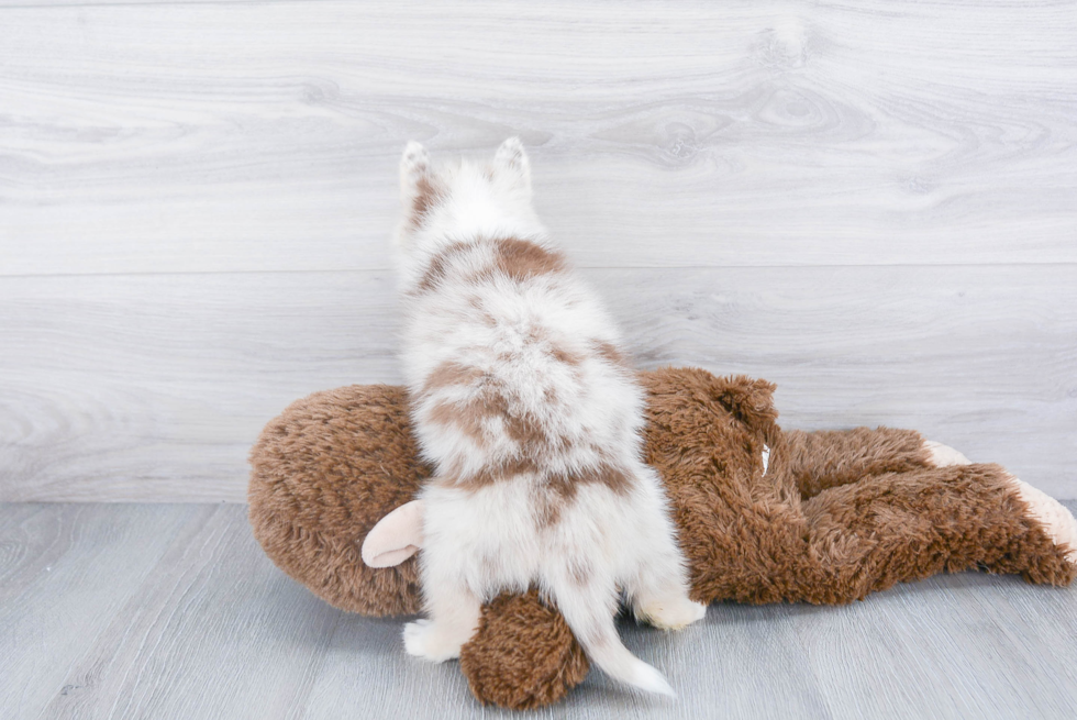 Energetic Mini Husky Designer Puppy