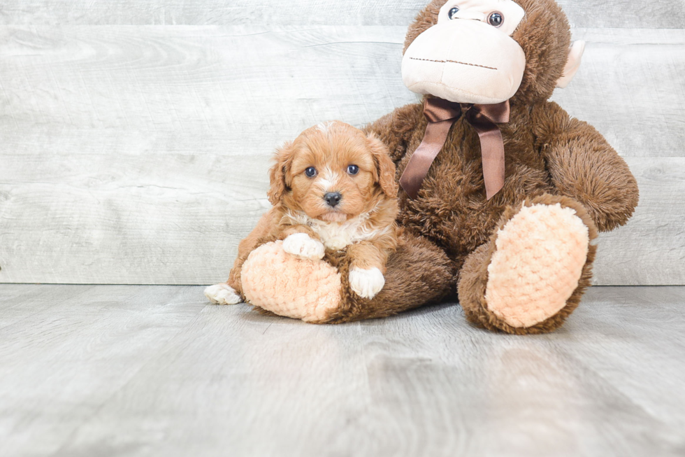 Fluffy Cavapoo Poodle Mix Pup