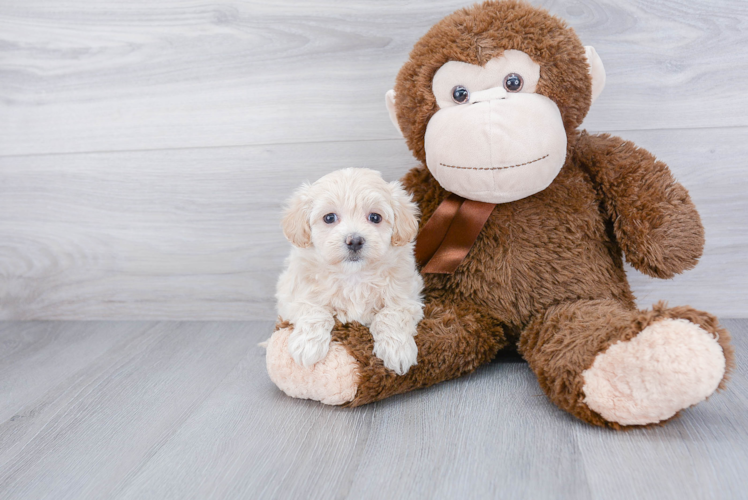 Petite Maltipoo Poodle Mix Pup