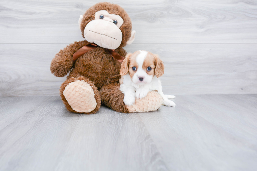 Funny Cavalier King Charles Spaniel Baby