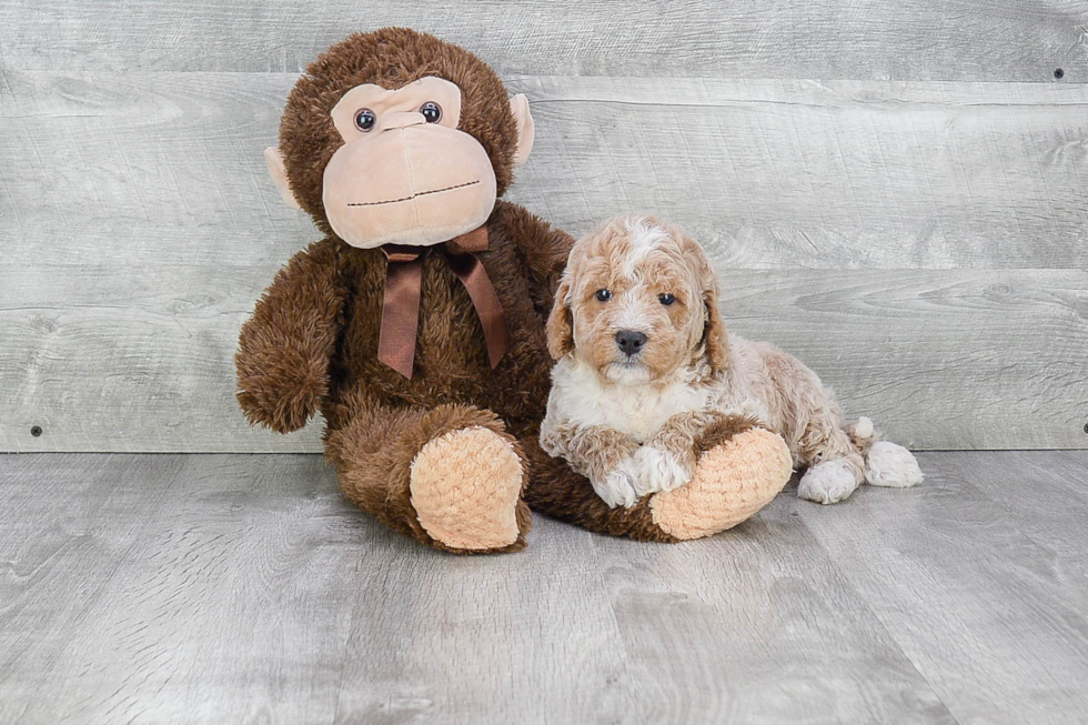 Mini Goldendoodle Puppy for Adoption