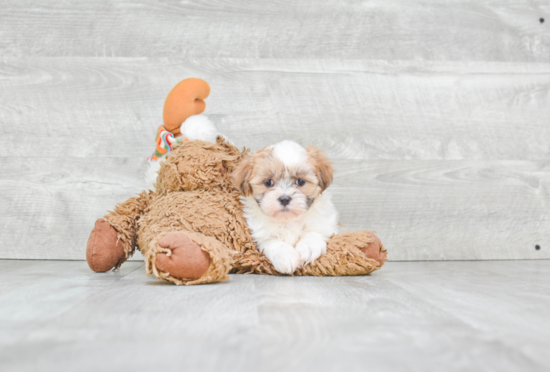 Teddy Bear Pup Being Cute