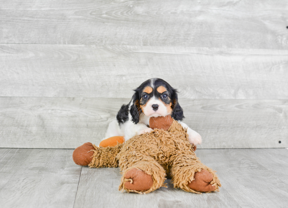 Cavalier King Charles Spaniel Pup Being Cute