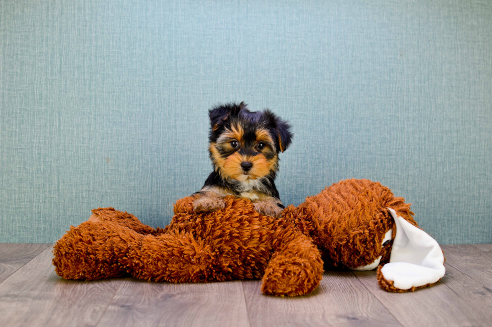 Meet Lisa - our Yorkshire Terrier Puppy Photo 