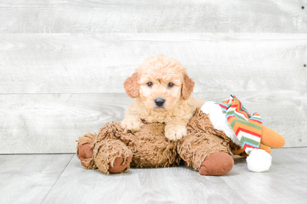 Mini Goldendoodle Pup Being Cute