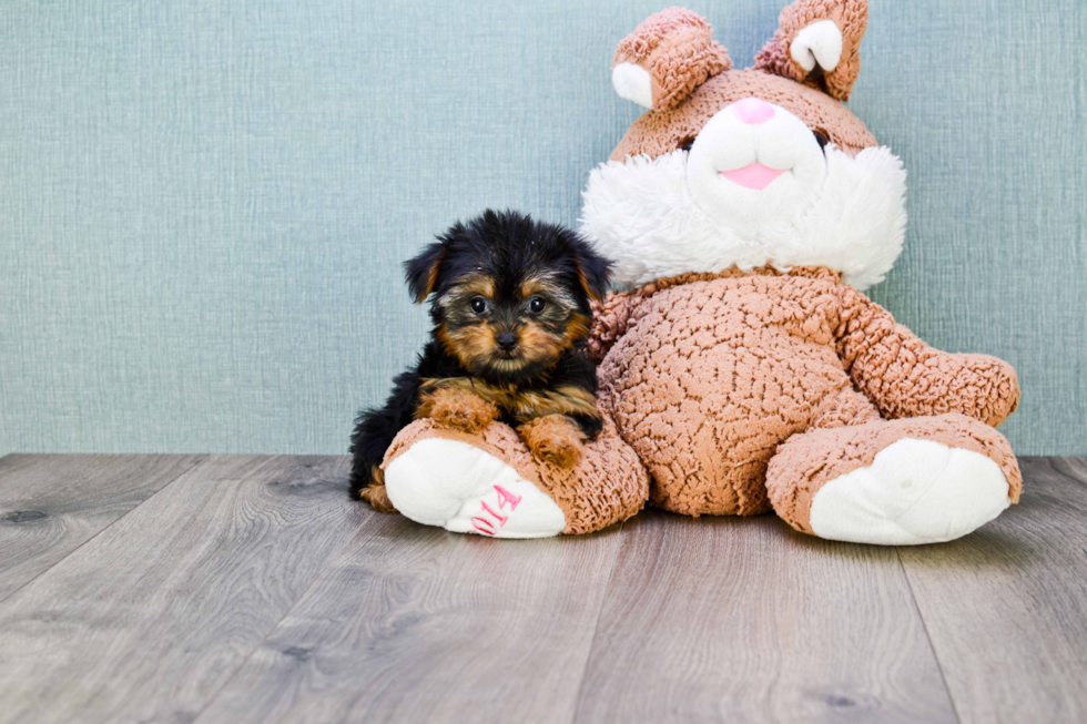 Meet Nugget - our Yorkshire Terrier Puppy Photo 