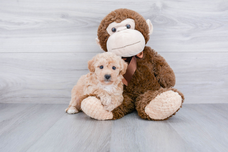 Maltipoo Puppy for Adoption