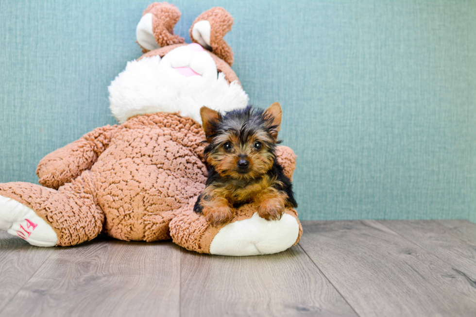 Meet Tinkerbell - our Yorkshire Terrier Puppy Photo 