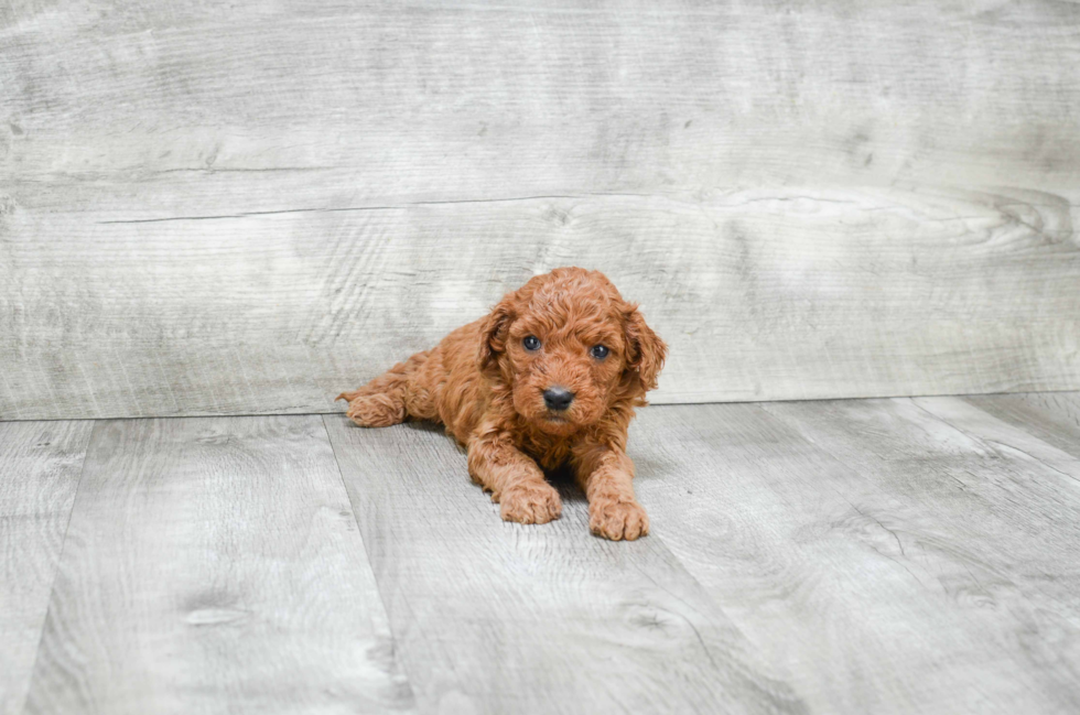 Petite Mini Goldendoodle Poodle Mix Pup