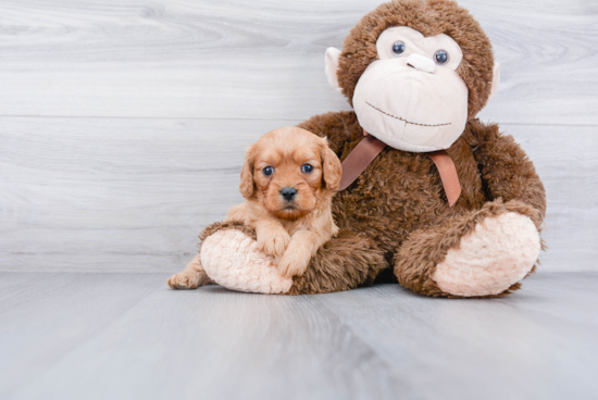 Cavapoo Puppy for Adoption