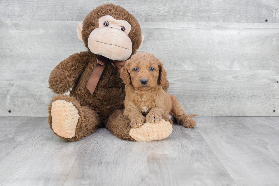 Fluffy Mini Goldendoodle Poodle Mix Pup