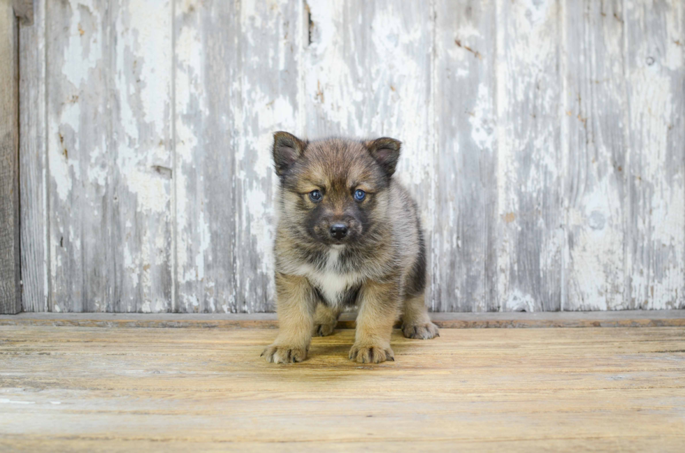 Pomsky Pup Being Cute