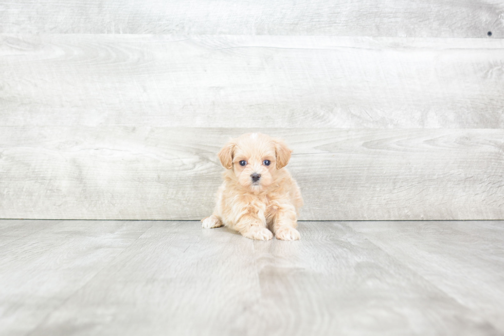 Maltipoo Pup Being Cute