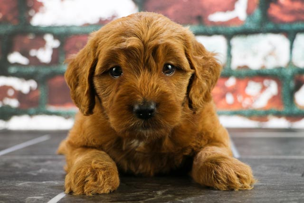 Best Mini Goldendoodle Baby