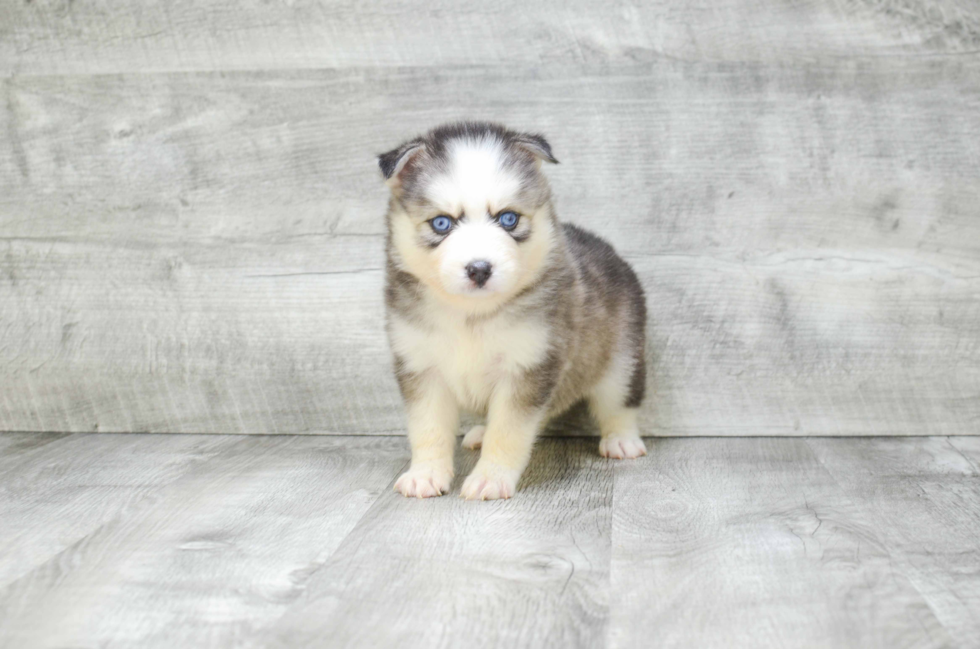 Pomsky Pup Being Cute