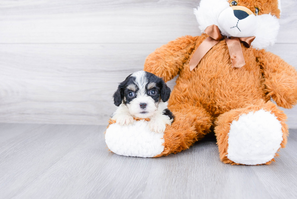 Best Cavachon Baby