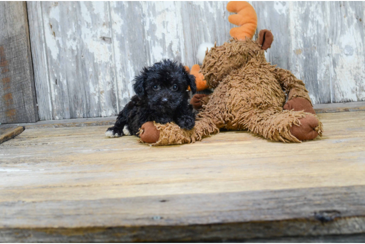 Fluffy Morkie Designer Pup