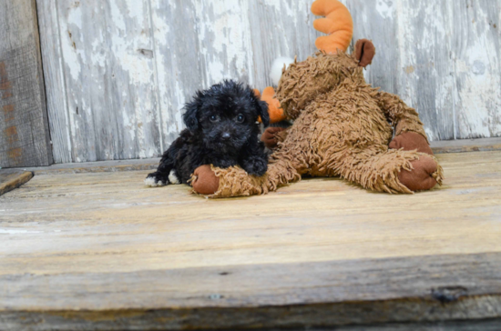 Fluffy Morkie Designer Pup