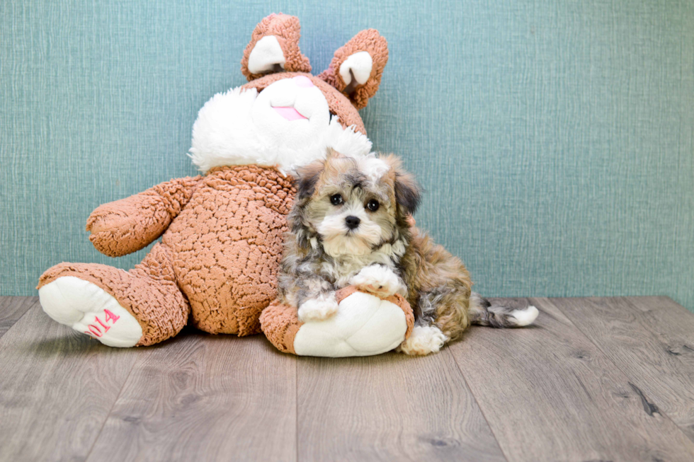 Teddy Bear Pup Being Cute