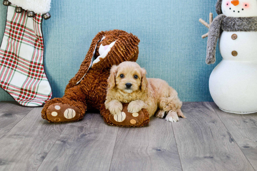 Best Cavapoo Baby