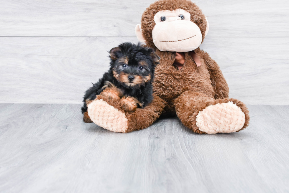 Meet Isabella - our Yorkshire Terrier Puppy Photo 