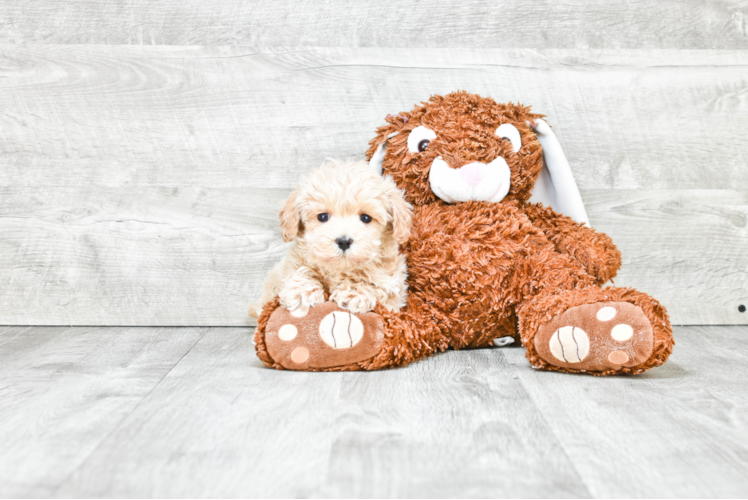 Maltipoo Puppy for Adoption