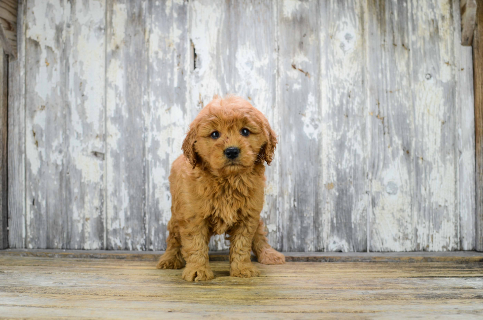 Adorable Golden Retriever Poodle Mix Puppy