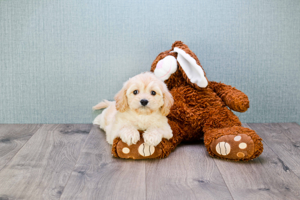 Funny Cavachon Designer Pup