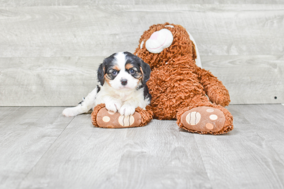 Cavalier King Charles Spaniel Puppy for Adoption