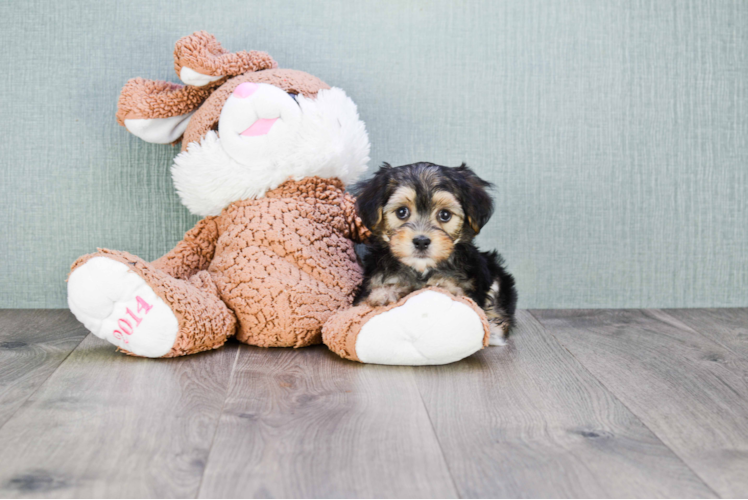 Adorable Yorkie Designer Puppy