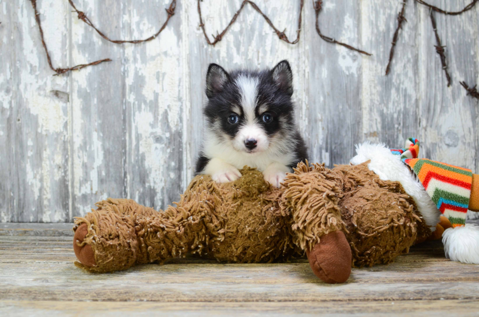 Pomsky Puppy for Adoption