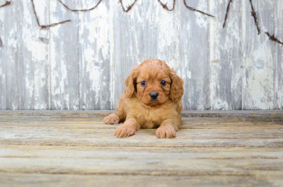 Cavapoo Pup Being Cute