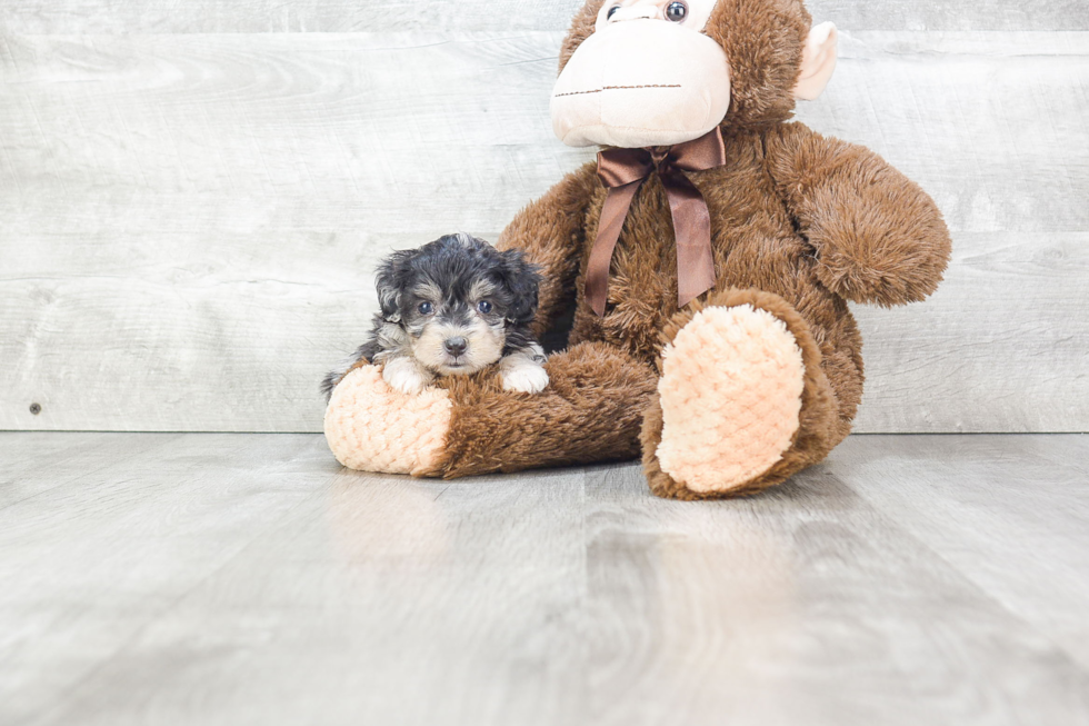 Mini Aussiedoodle Puppy for Adoption