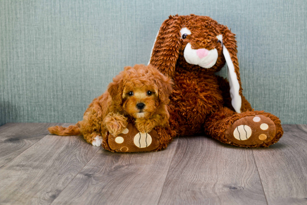 Cavapoo Puppy for Adoption