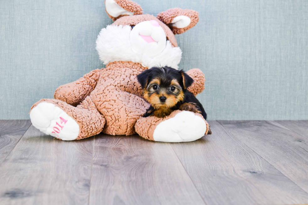 Meet Goldie - our Yorkshire Terrier Puppy Photo 