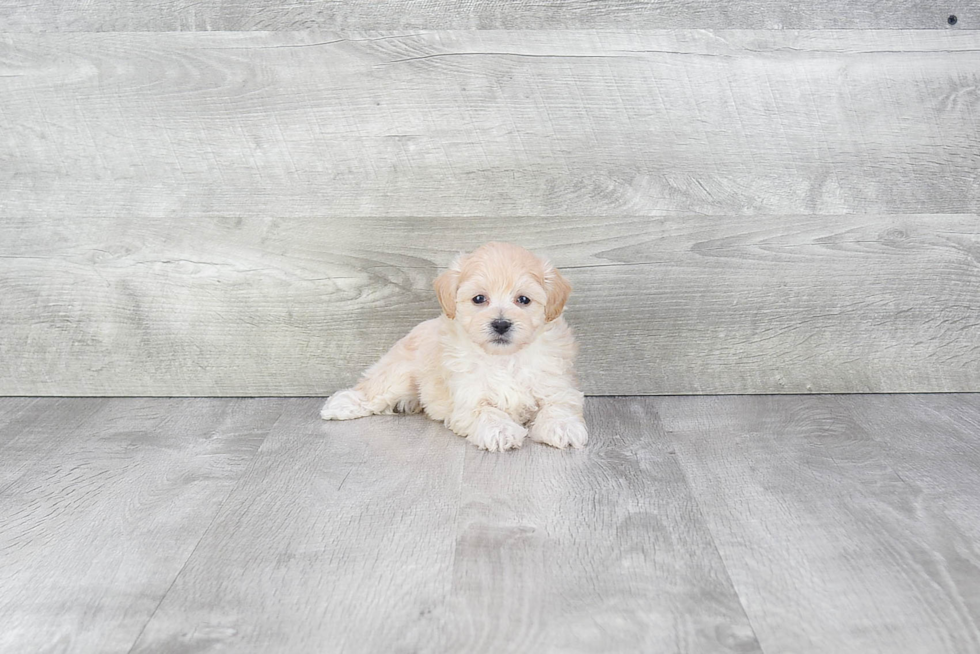 Fluffy Maltipoo Poodle Mix Pup