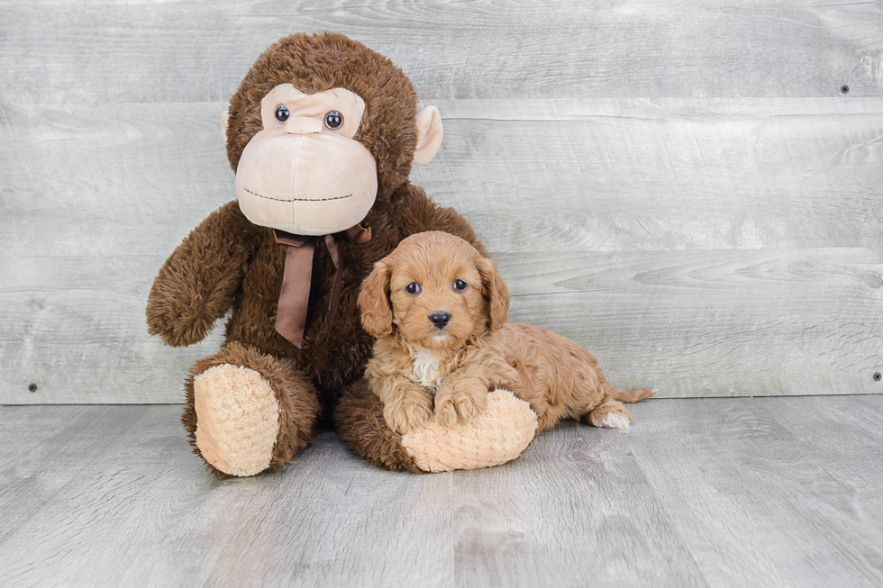 Best Cavapoo Baby