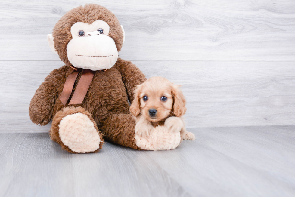 Fluffy Cavapoo Poodle Mix Pup